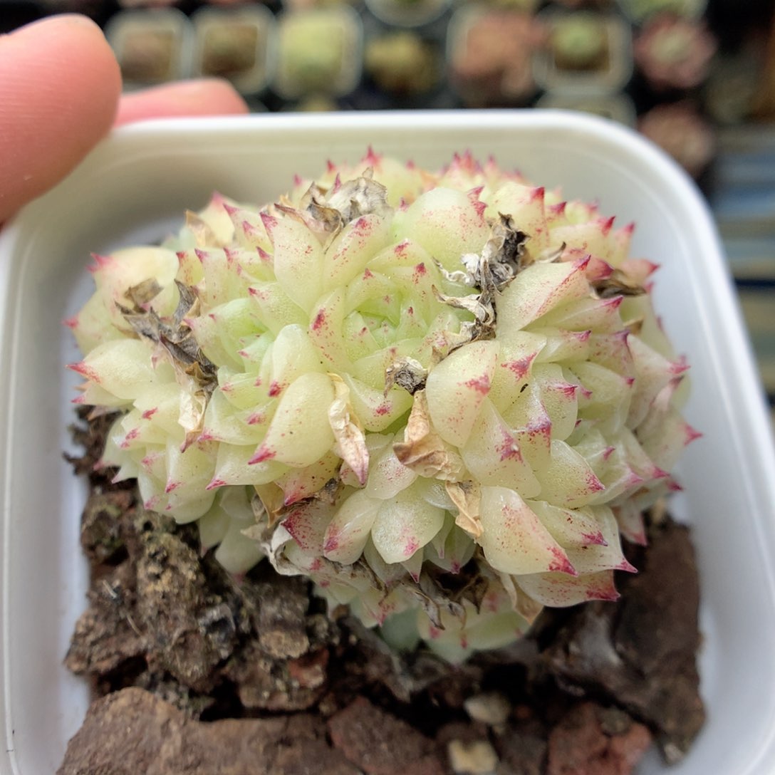 Q26 ，20包邮两天凑单偏远不发货