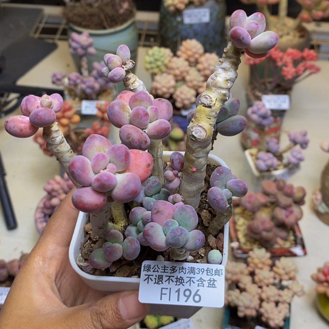 196苹果奶多肉8c m