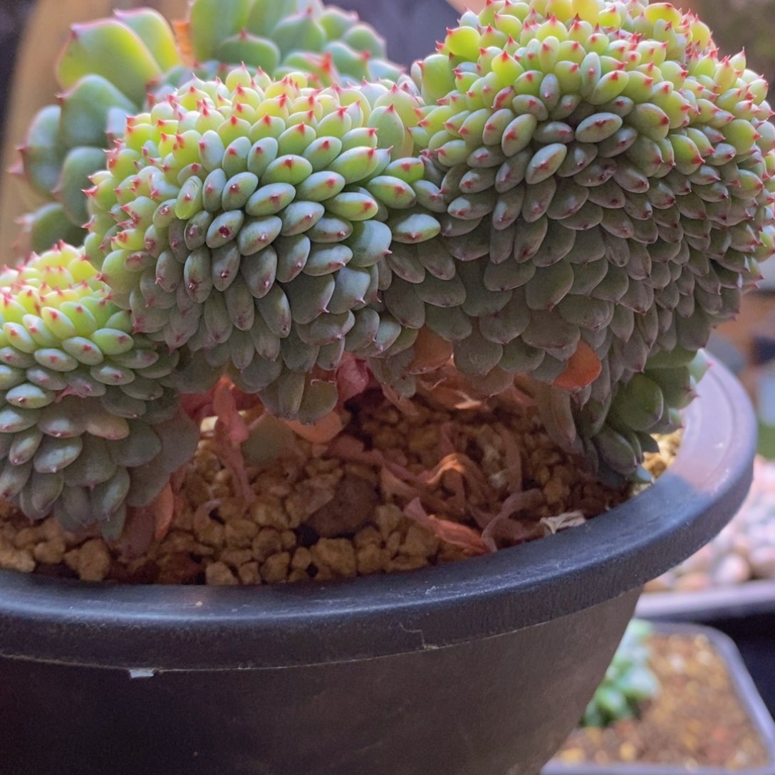 ?****143号白胖子缀多肉