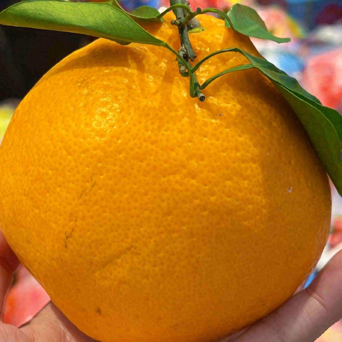 四川春见耙耙柑 2个装 （500g左右）四川省