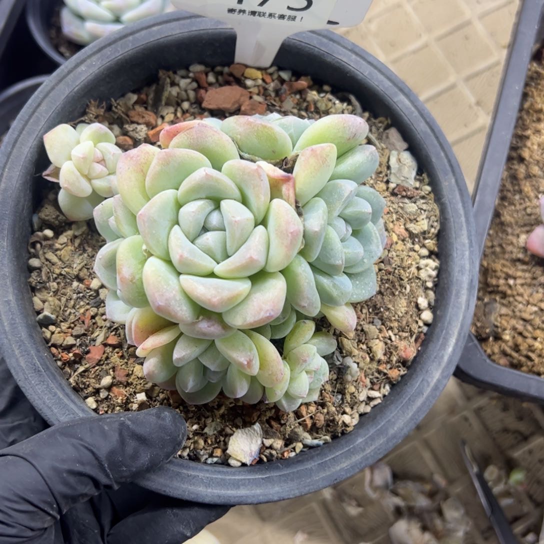 红陶渐**境475号多肉植物