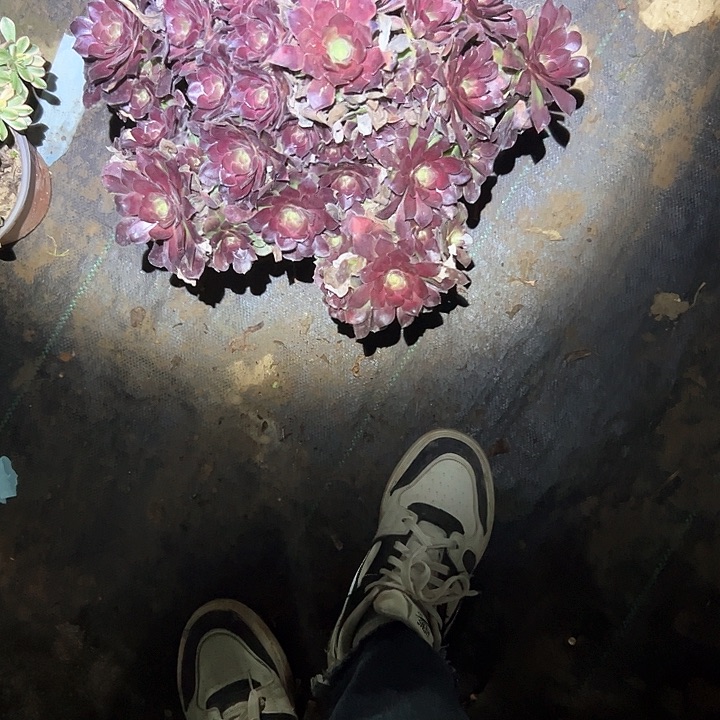 多肉法师植物链接109