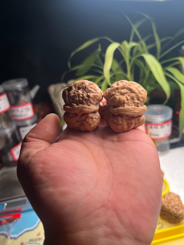 金蝉蛤蟆头文玩核桃