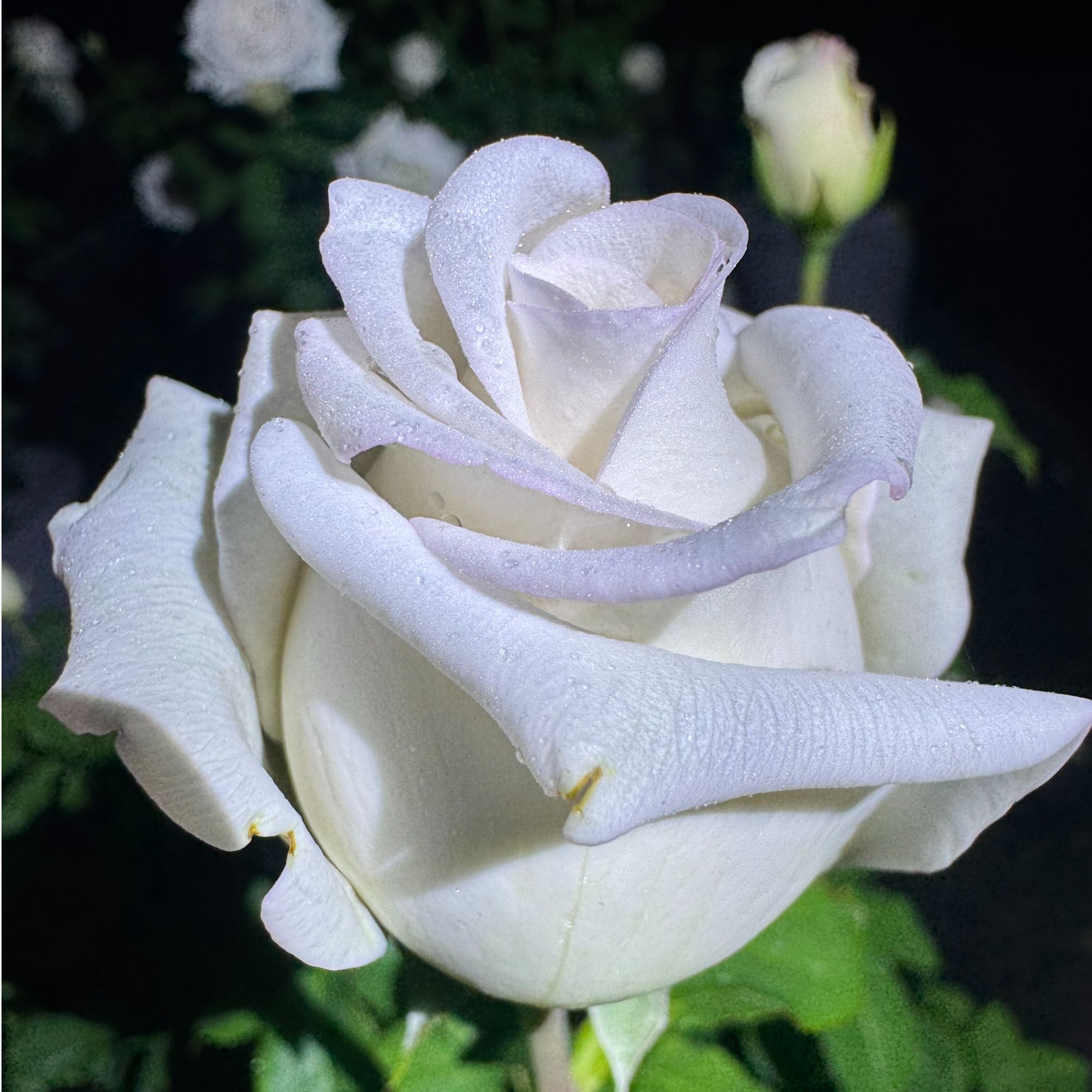 予Ta玫瑰  盲盒（扦插/根接） 放大漏 