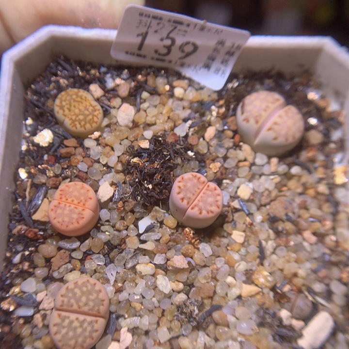 精品生石花27.139