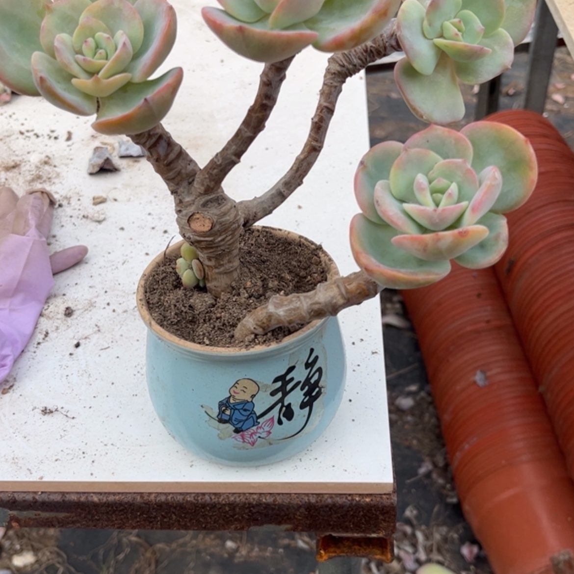 【闪购商品】无花朵小*