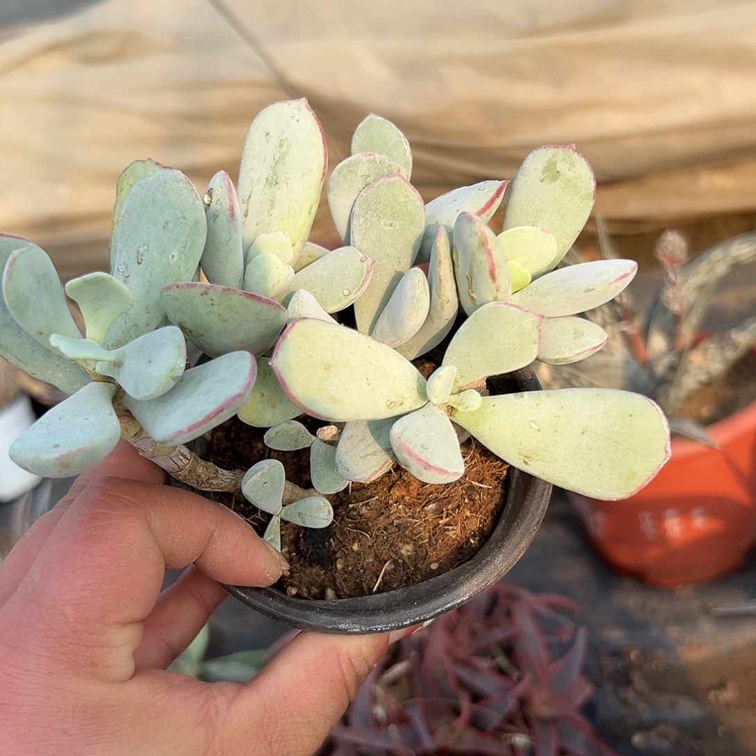 多肉植物轮回老庄