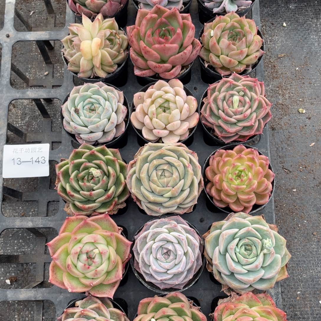 一物一拍18棵13-143