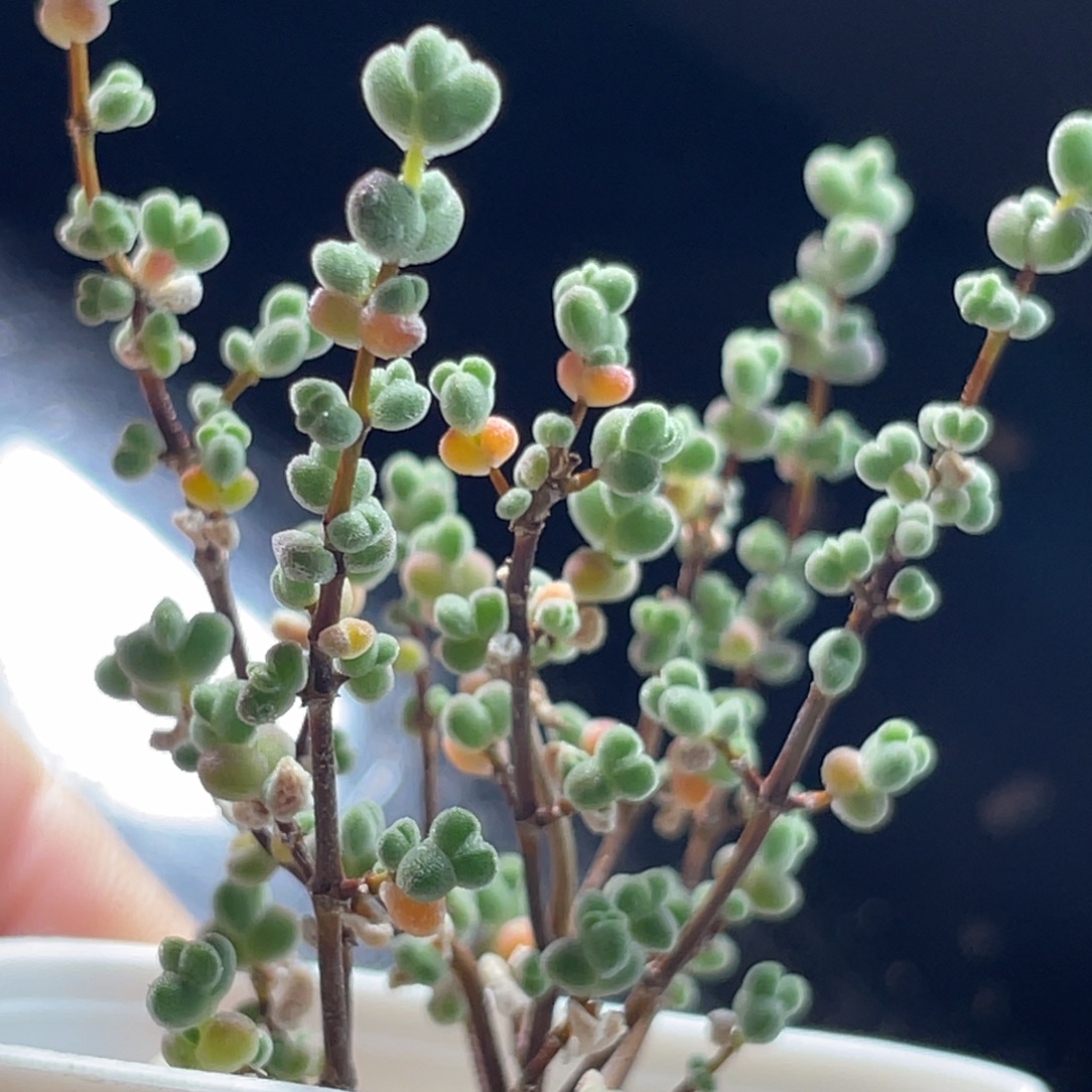 精选枝干一物一拍～5