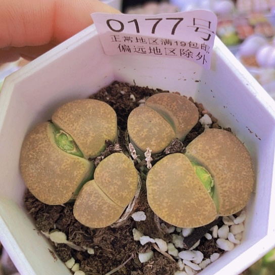 无花朵0177，群如图一物一拍