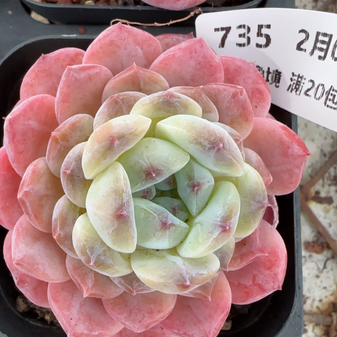 花语逸镜0203-735