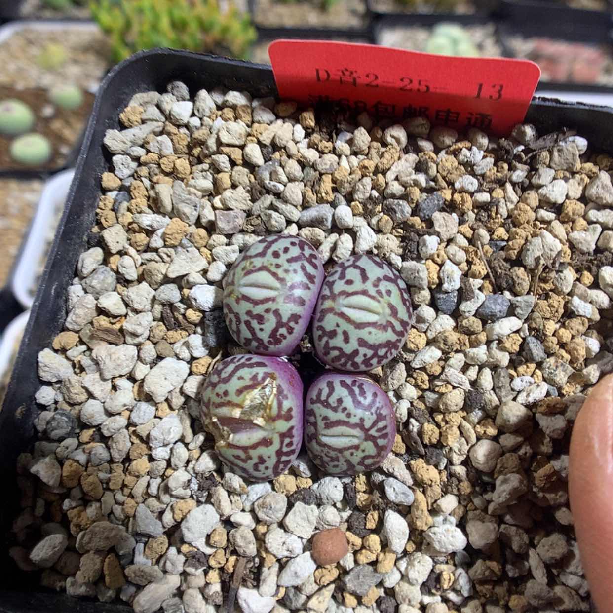 【闪购商品】2-25-13 墨一群 30