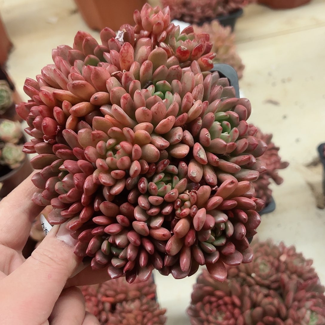 红宝石整桩群生老桩