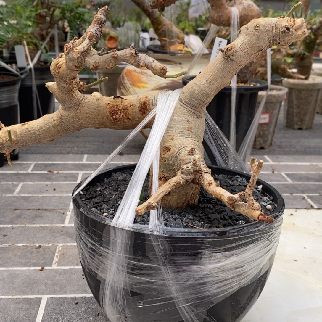 白皮地丁产地熟桩