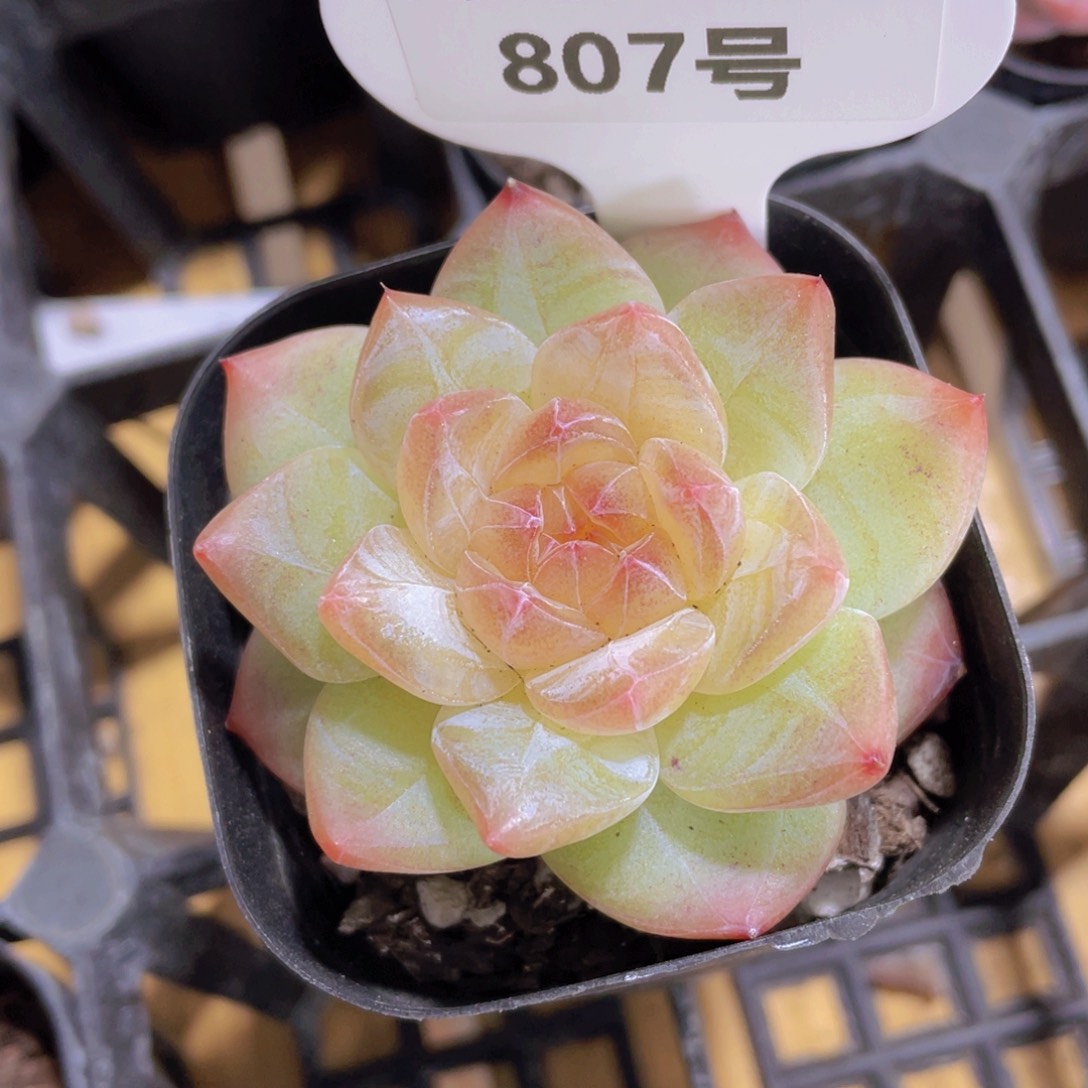 807号 糖心白烁珍妮