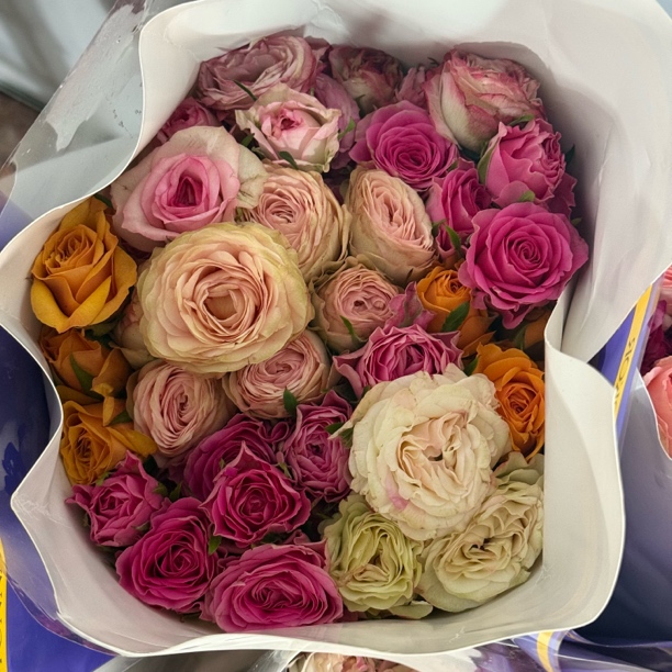 品牌严选稀有多头玫瑰鲜切花云南基地直发顺丰包邮