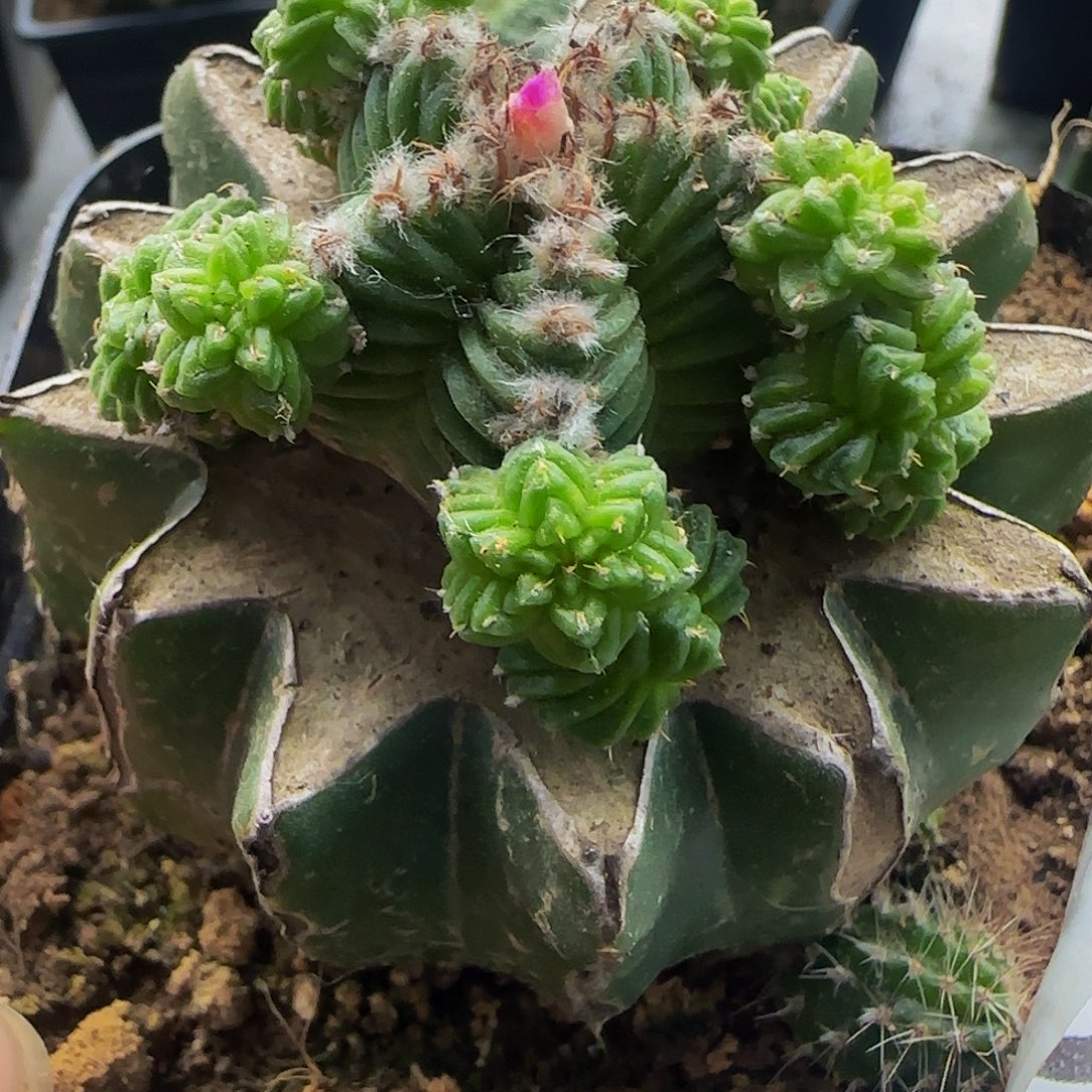 五星花龙575仙人球开花