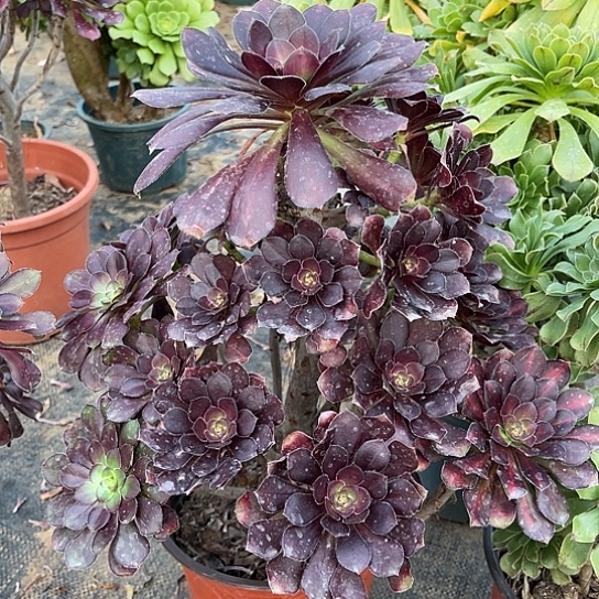 多肉植物法师圆叶91