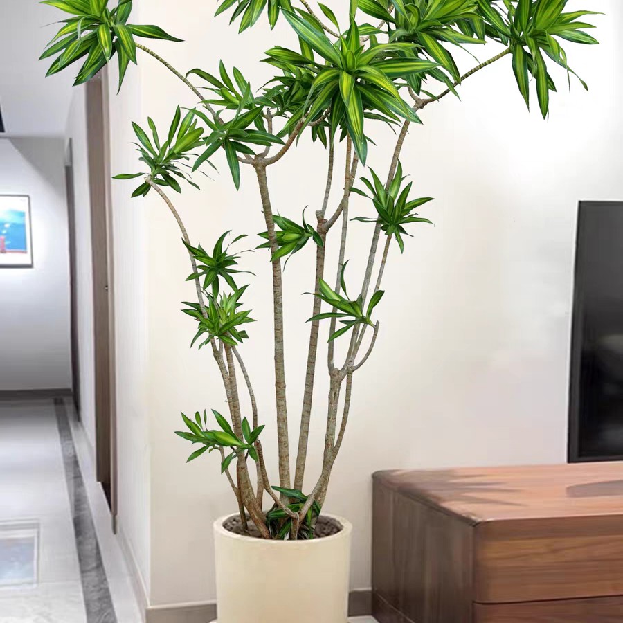 好养耐阴净化空气的室内大型金心百合竹客厅网红绿植