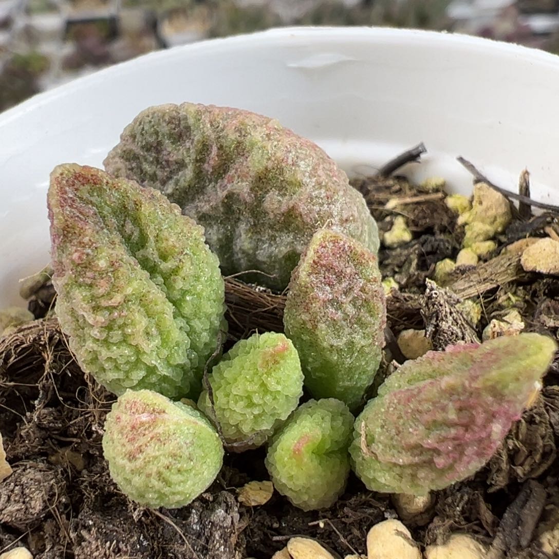实生底叶苗纹路款多肉植物水泡