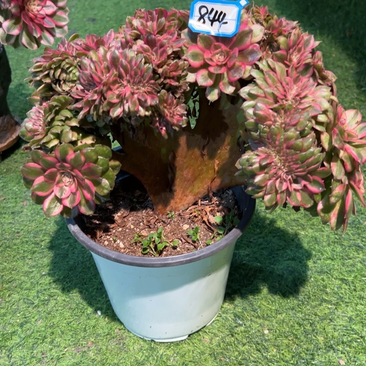 落***言844荔枝缀化法师一颗