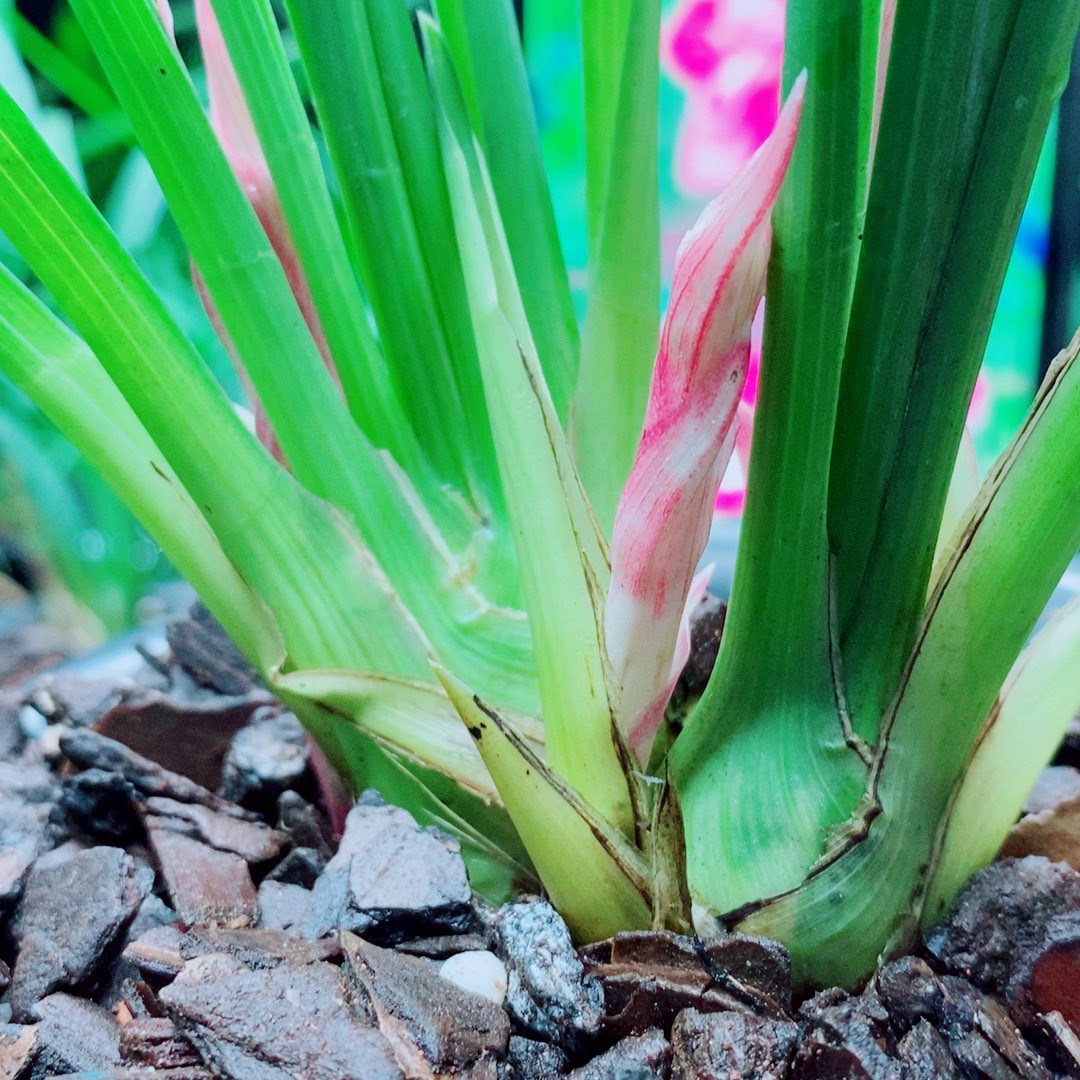 当前无花栽培后可以开花