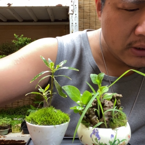 红陶一物一拍所见即所得250