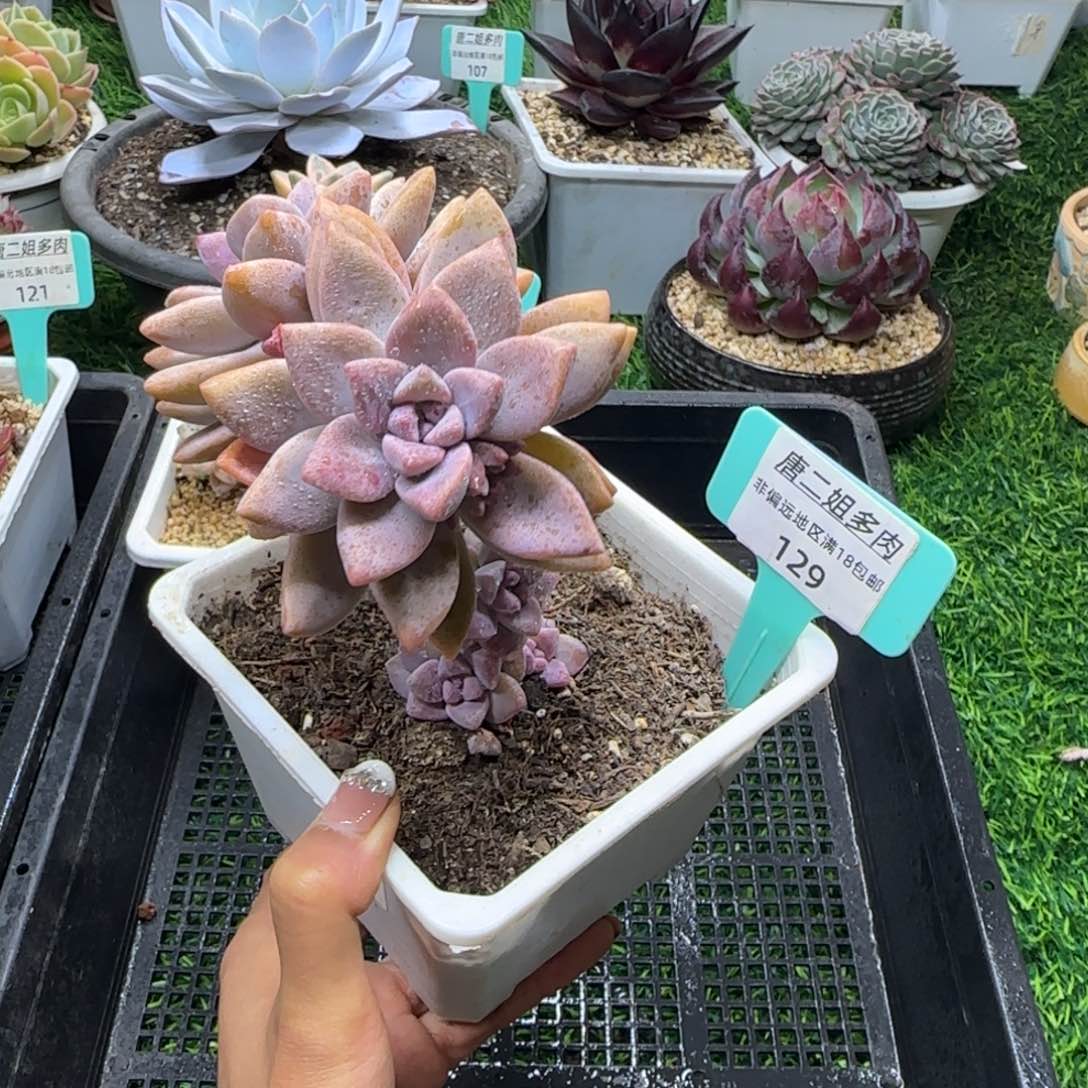 唐二姐多肉编号129