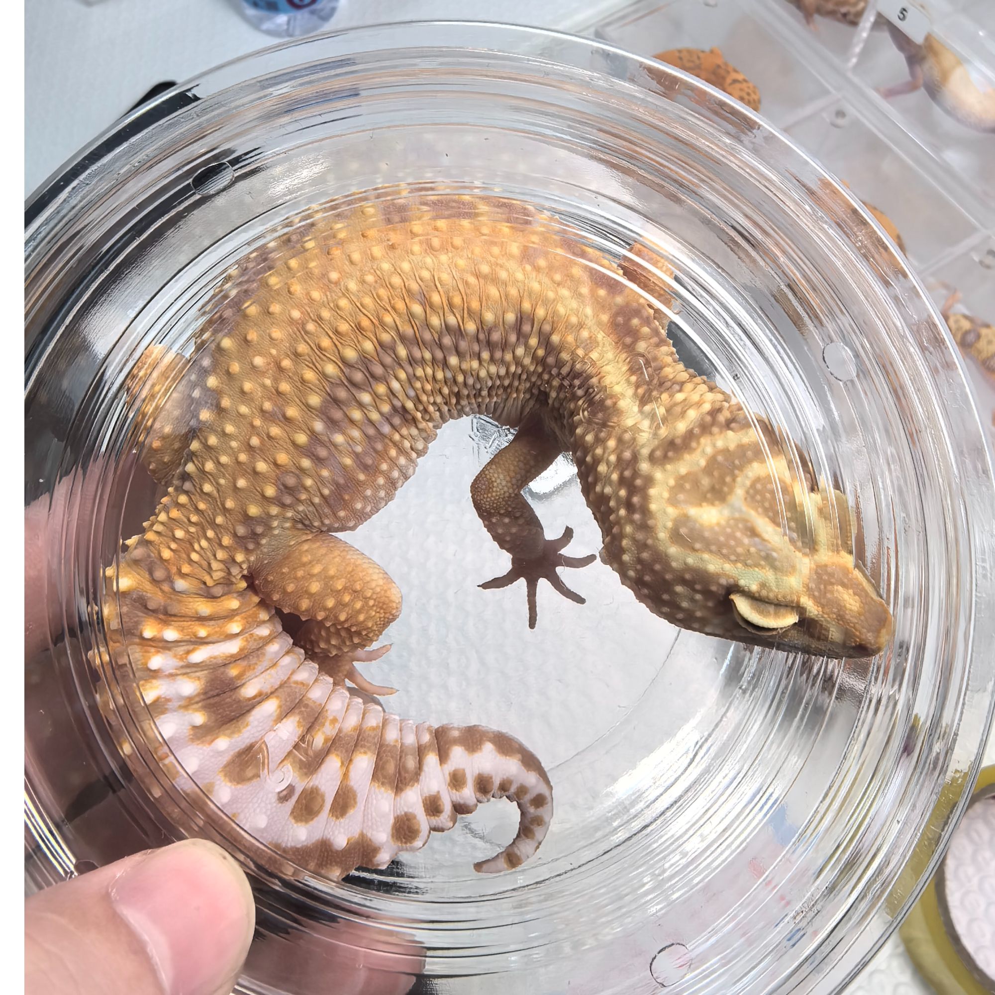 蜡笔暴龙成体  妹妹