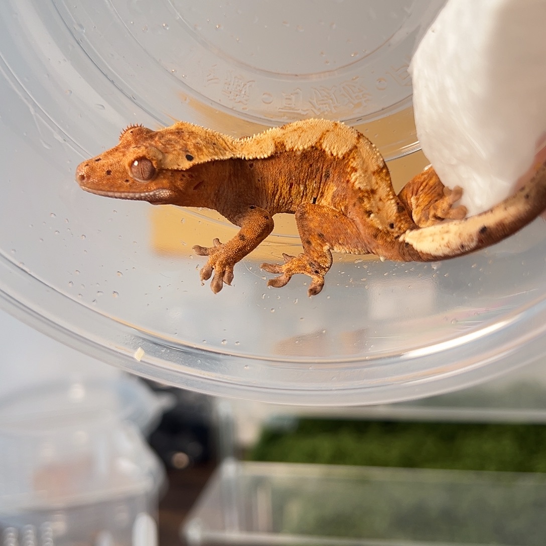 睫角守宫睫角守宫一物一图