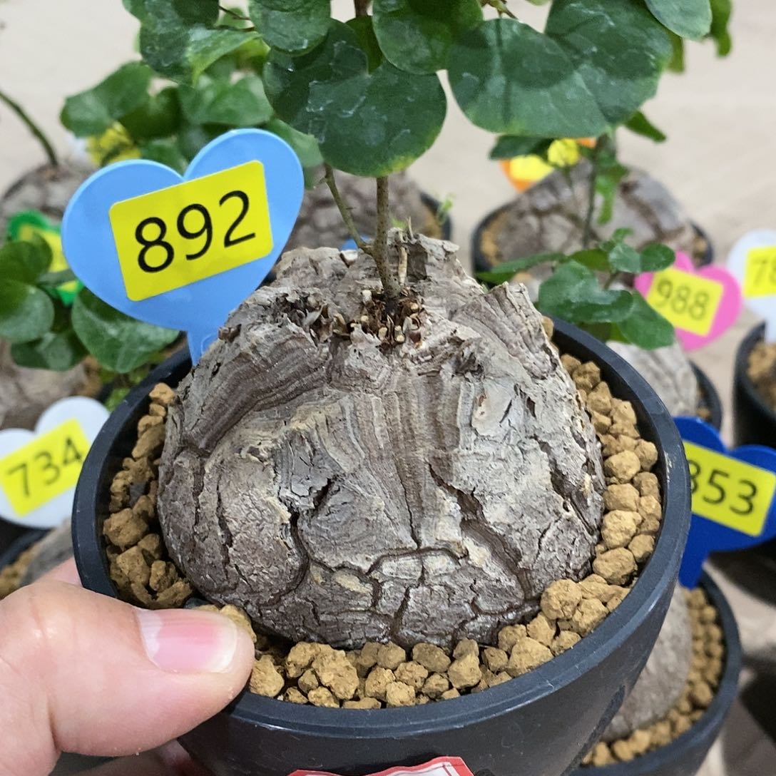 南非龟甲龙龟甲龙