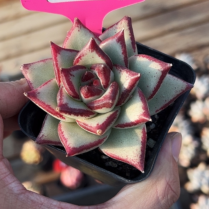 璎***芳糖心。     31036号。 