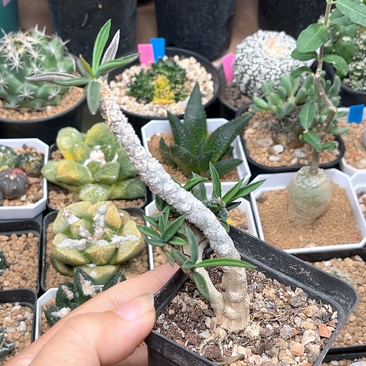 无花朵缀化麒麟一颗
