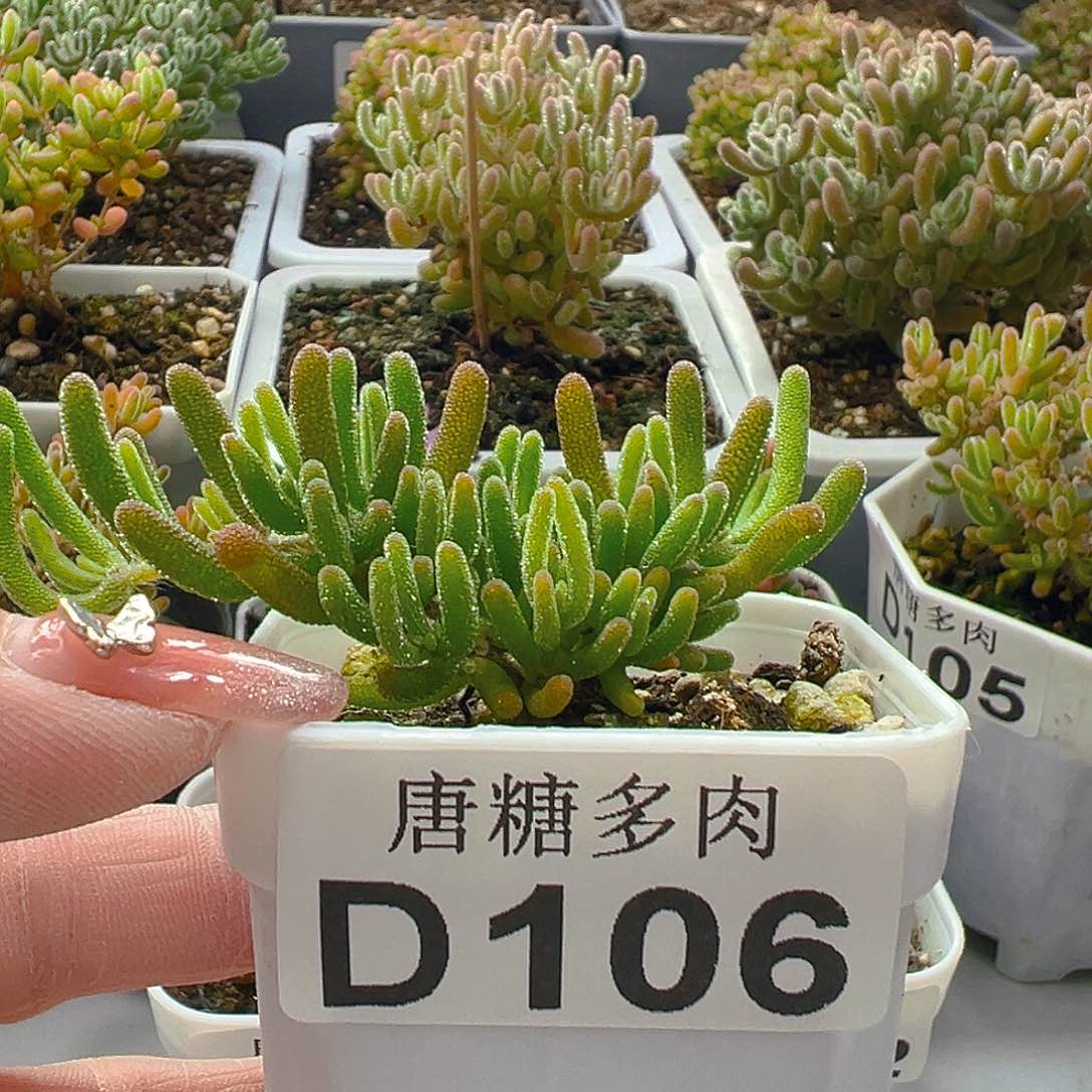 莹光兔106。          