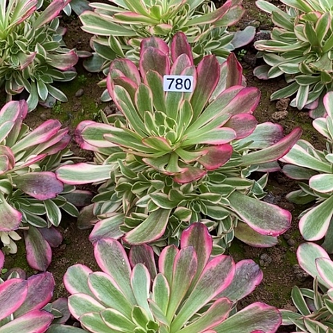 李***2多肉植物法师780凤冠