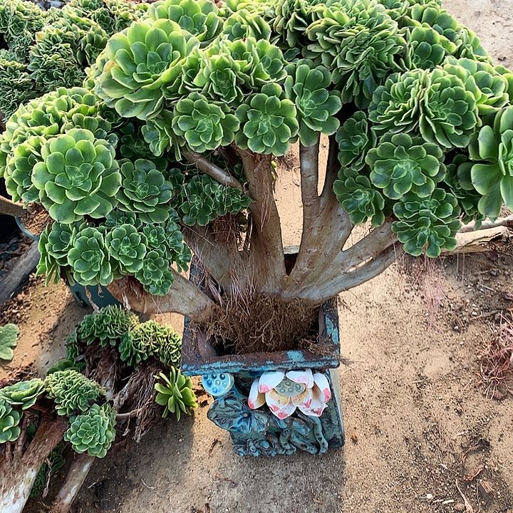 绿豆朵朵脱土发货啊