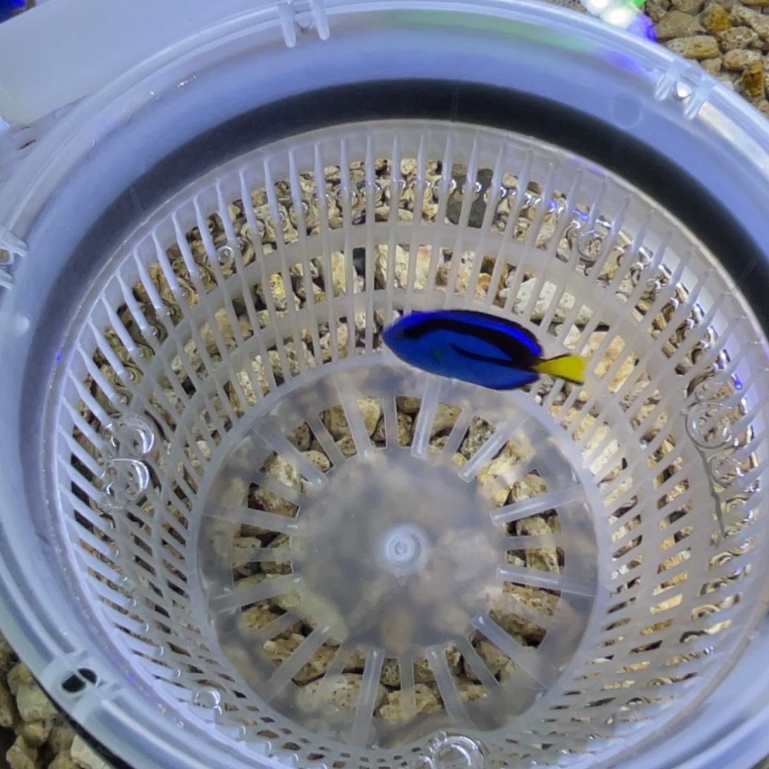 海水鱼蓝调一条顺丰包邮