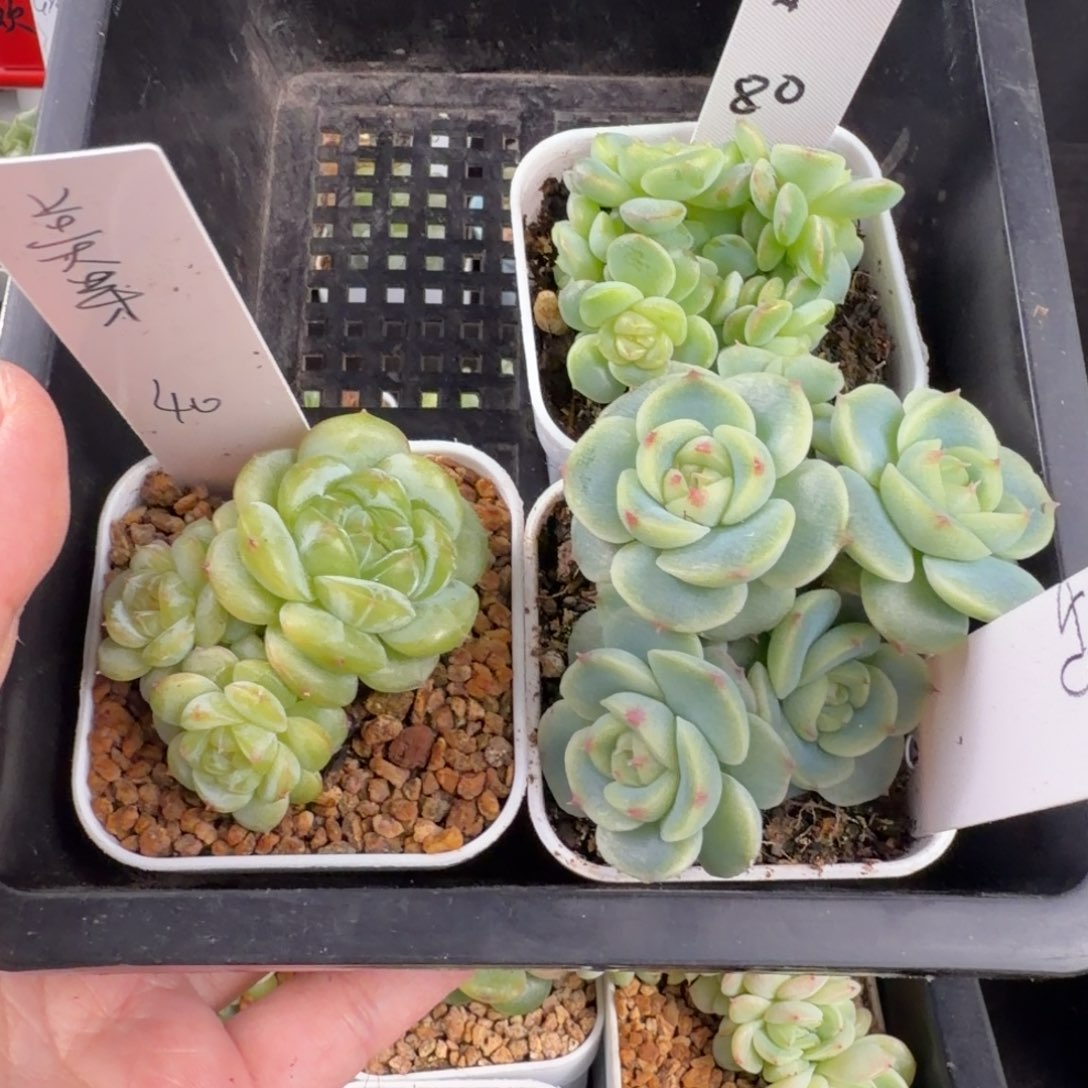 美***芽美伢三颗一组包邮