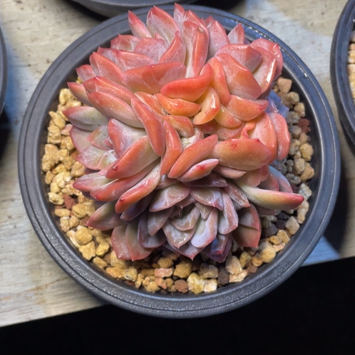 多肉木其红琥珀红