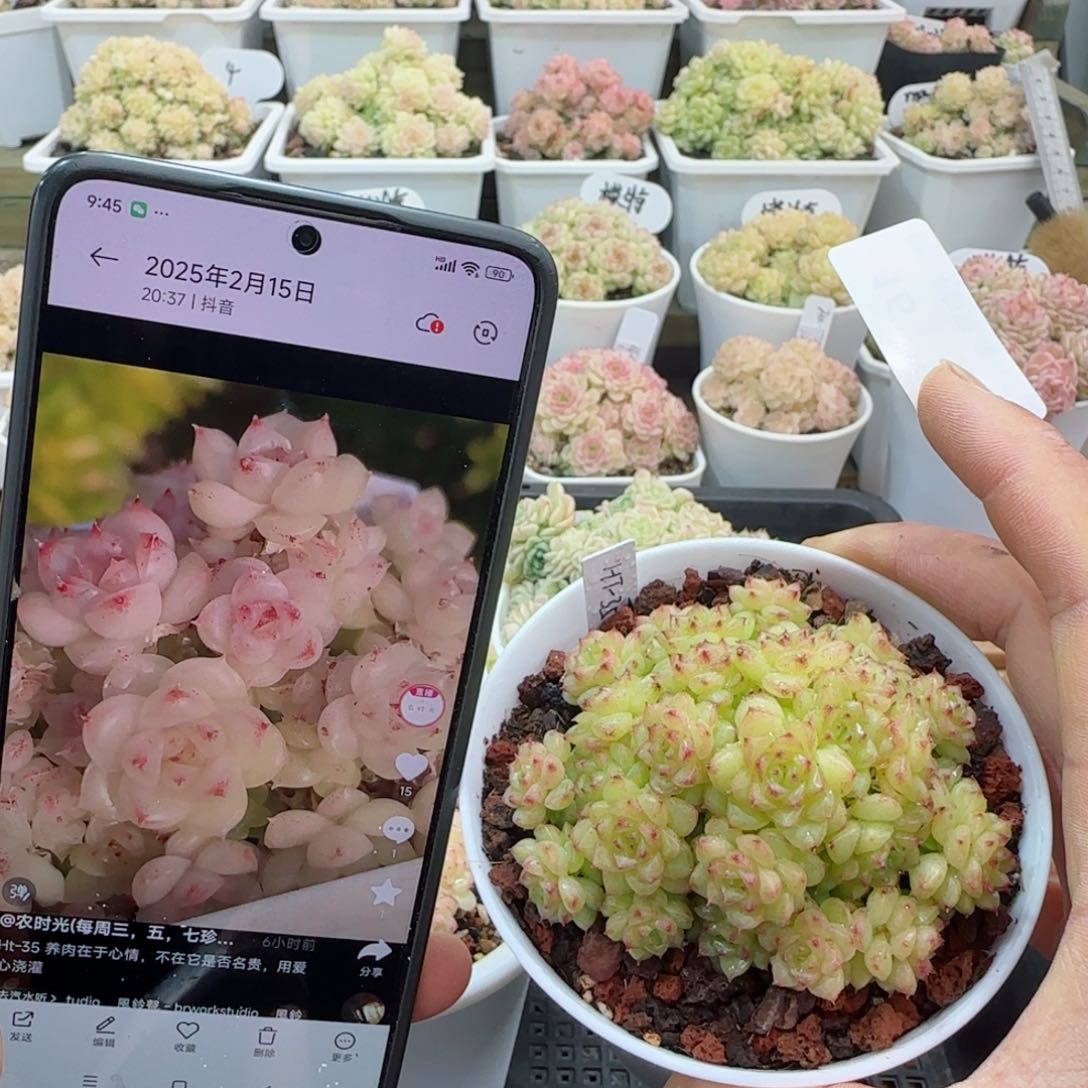 【闪购商品】0306-16（ht-35）