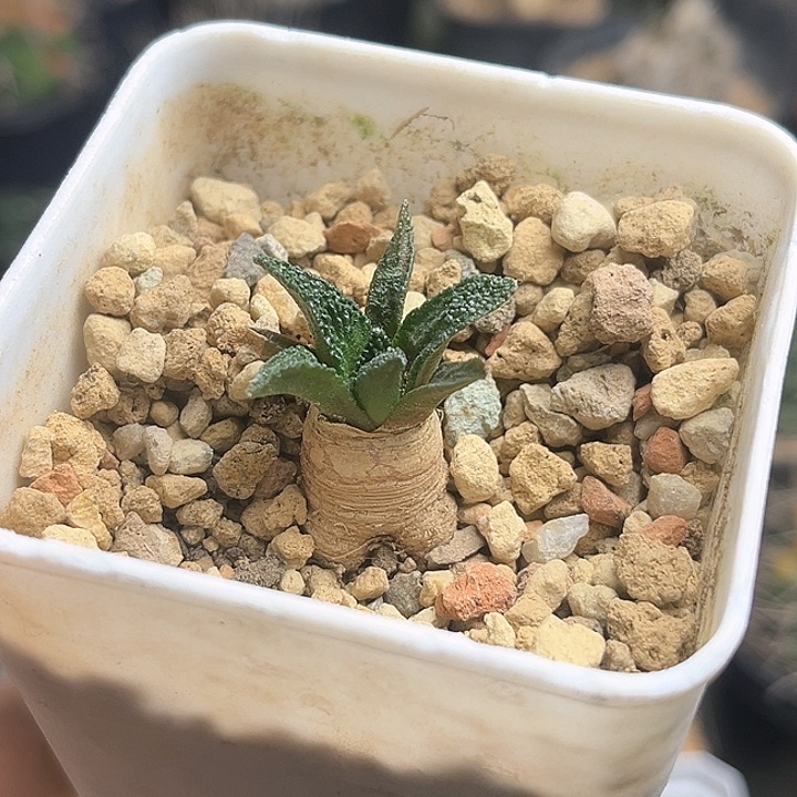 辛顿牡丹实生球一颗