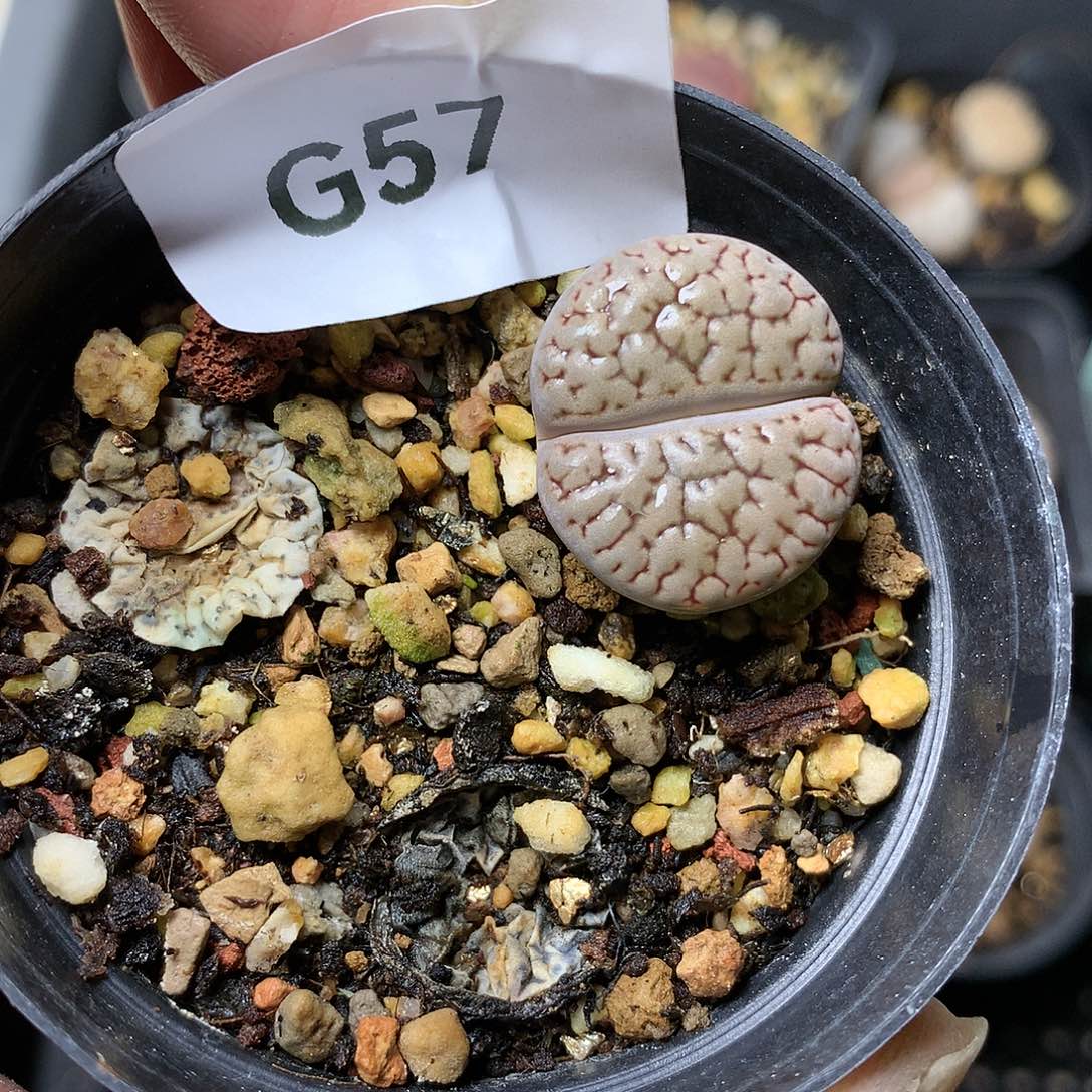 G57多肉植物保护研究所