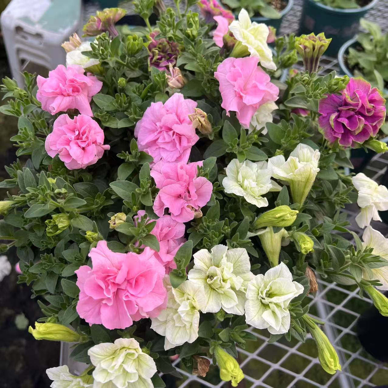 【混色大盆矮牵牛】可垂吊花期长花量大阳台庭院