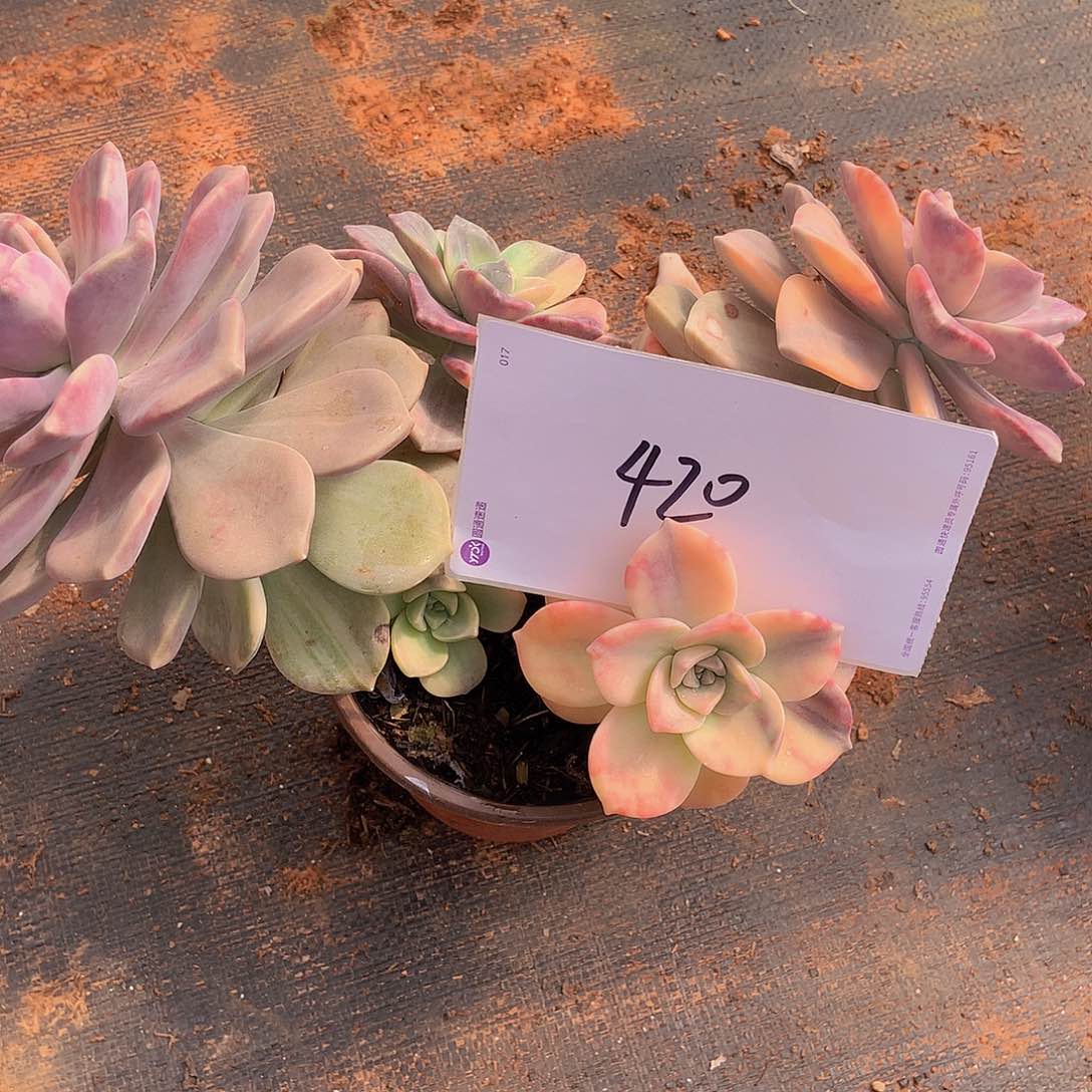 老三多肉一物一拍外播紫乐锦420