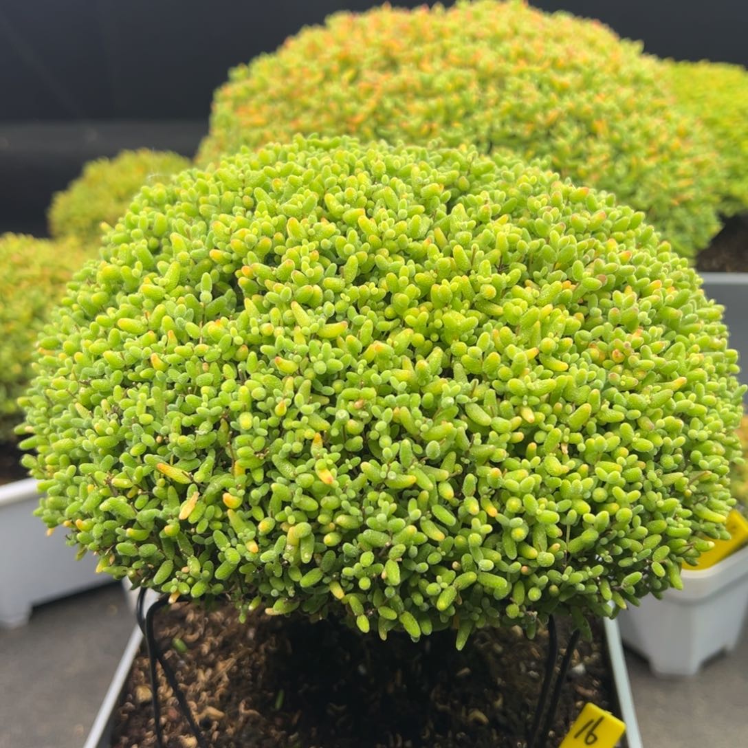 蜜橘糖球16号冠服19cm左右