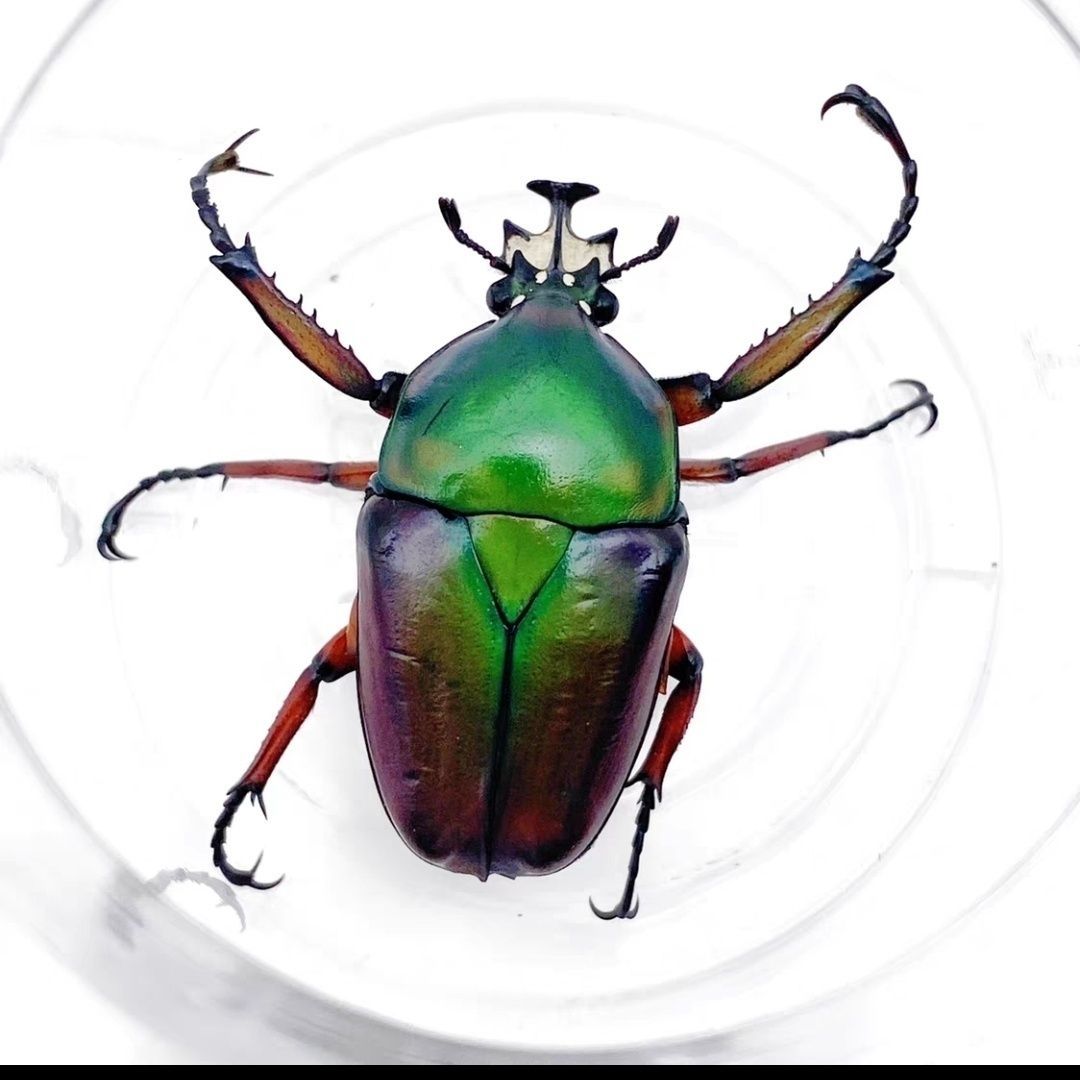 白条花金龟甲虫宠物长戟大兜虫金龟乌干达幼虫成虫