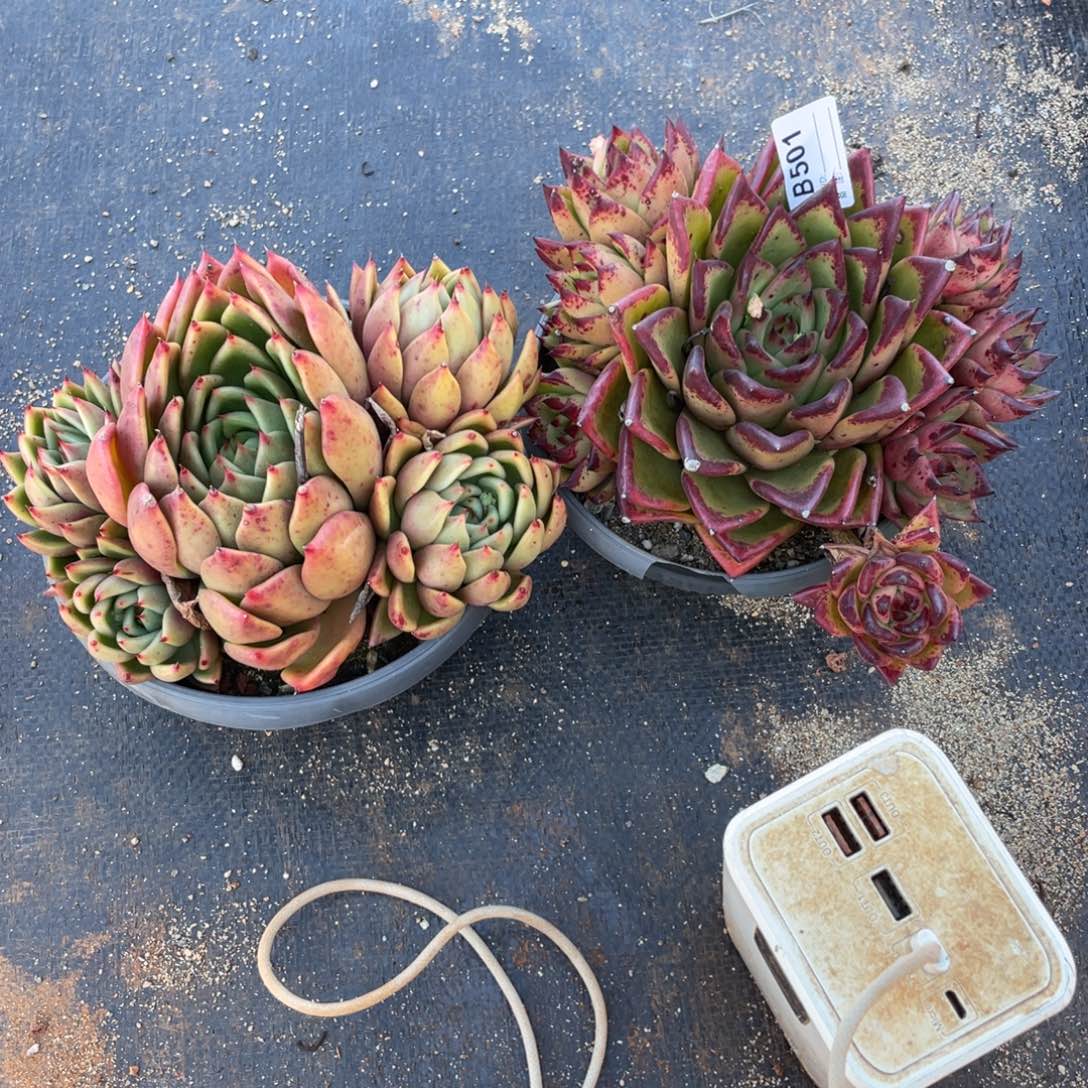 无花朵若如东云单拍B501