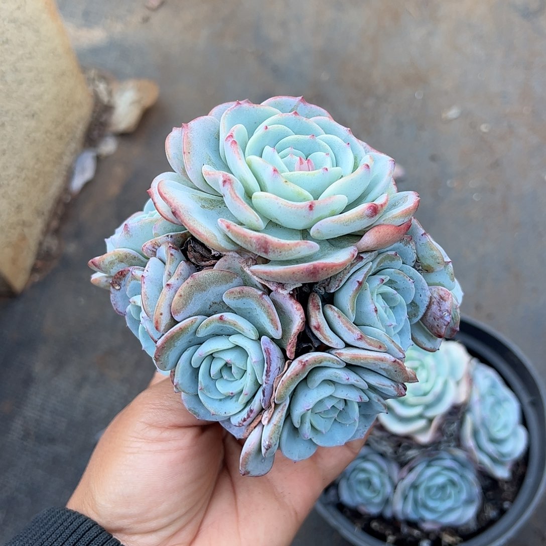 勃朗峰自然群生的