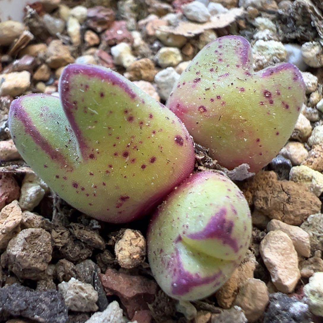 美猪蹄 肉锥植物