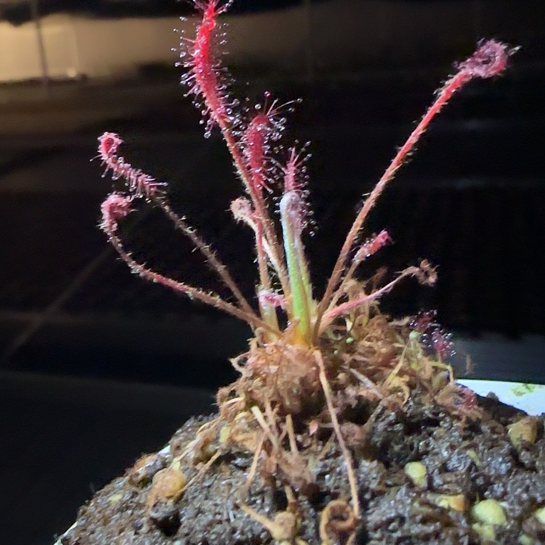 无花朵专拍茅膏菜